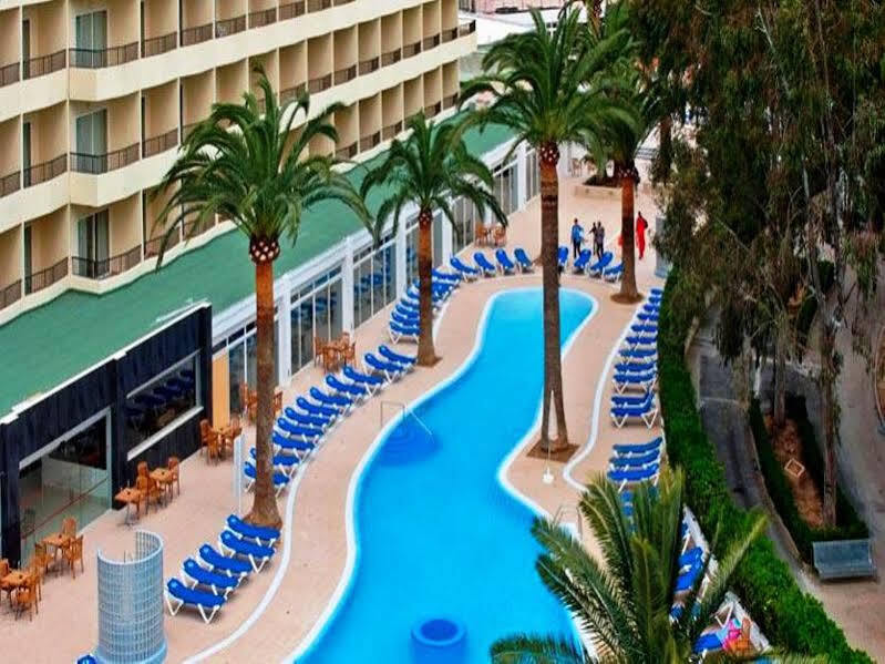 Sol Palmanova Mirlos Tordos Magaluf (Mallorca)